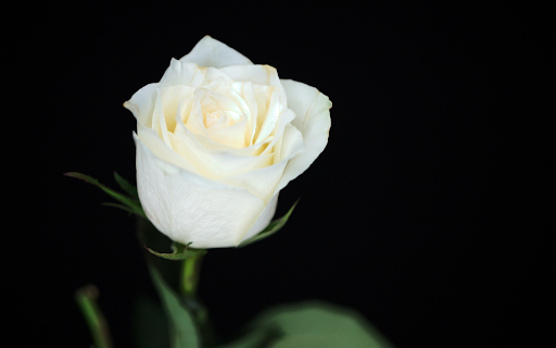 Rose in the night  from Chrome web store to be run with OffiDocs Chromium online