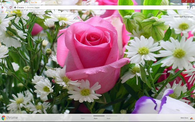 Rose pulchritudinous Nature from Chrome web store to be run with OffiDocs Chromium online Rose pulchritudinous Nature from Chrome web store to be run with OffiDocs Chromium online