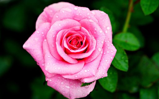 Roses and raindrops  from Chrome web store to be run with OffiDocs Chromium online