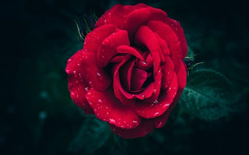 ROSE THEME  from Chrome web store to be run with OffiDocs Chromium online