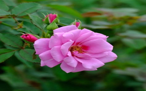 Rose Wallpaper  from Chrome web store to be run with OffiDocs Chromium online