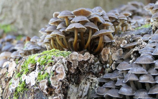 Rotten wood and fungus  from Chrome web store to be run with OffiDocs Chromium online Rotten wood and fungus  from Chrome web store to be run with OffiDocs Chromium online