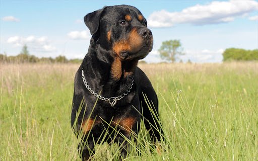 Rottweiler Dog from Chrome web store to be run with OffiDocs Chromium online Rottweiler Dog from Chrome web store to be run with OffiDocs Chromium online