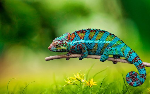 Round tailed chameleon from Chrome web store to be run with OffiDocs Chromium online Round tailed chameleon from Chrome web store to be run with OffiDocs Chromium online