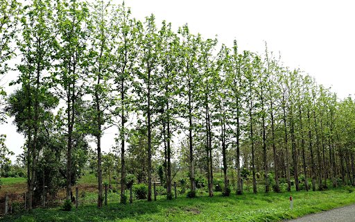 Row of trees  from Chrome web store to be run with OffiDocs Chromium online