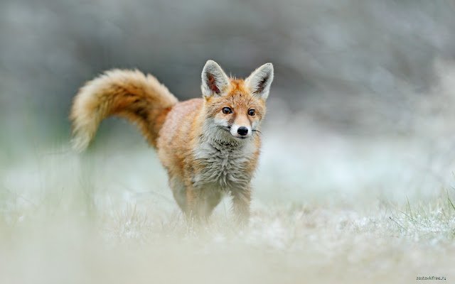 Ejecutar Fox desde la tienda web de Chrome para ejecutarlo con OffiDocs Chromium en línea