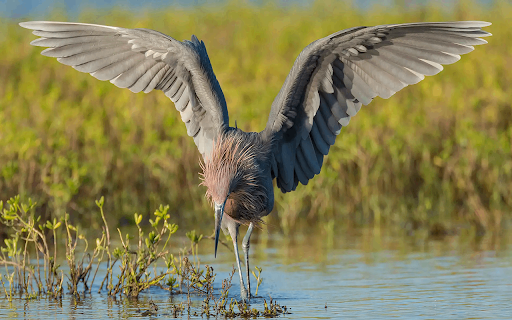 Rusty Heron  from Chrome web store to be run with OffiDocs Chromium online