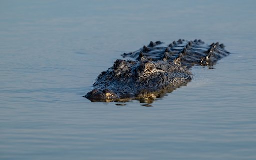 Scary giant crocodile from Chrome web store to be run with OffiDocs Chromium online Scary giant crocodile from Chrome web store to be run with OffiDocs Chromium online