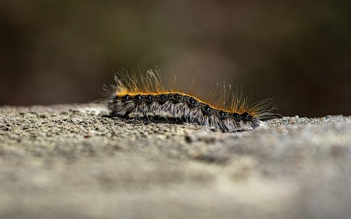 Scary insects from Chrome web store to be run with OffiDocs Chromium online Scary insects from Chrome web store to be run with OffiDocs Chromium online