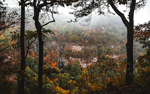 Scenic Autumn Forest with Misty Mountain View  from Chrome web store to be run with OffiDocs Chromium online