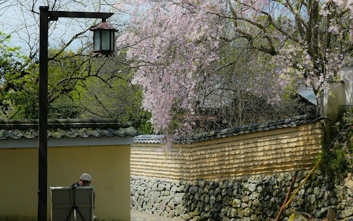 Scenic Cherry Blossom Pathway in Historic Nara  from Chrome web store to be run with OffiDocs Chromium online