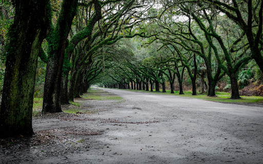 Scenic oak tree avenue in Savannah, Georgia  from Chrome web store to be run with OffiDocs Chromium online