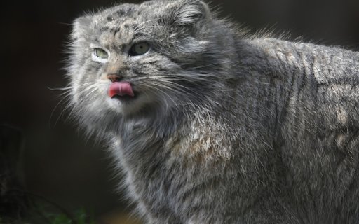 Scottish Fold Cat  from Chrome web store to be run with OffiDocs Chromium online
