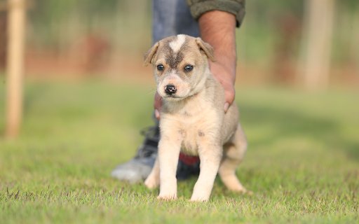 Scottish Fold Puppy  from Chrome web store to be run with OffiDocs Chromium online
