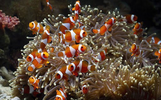 Sea anemones playing among the coral reefs  from Chrome web store to be run with OffiDocs Chromium online
