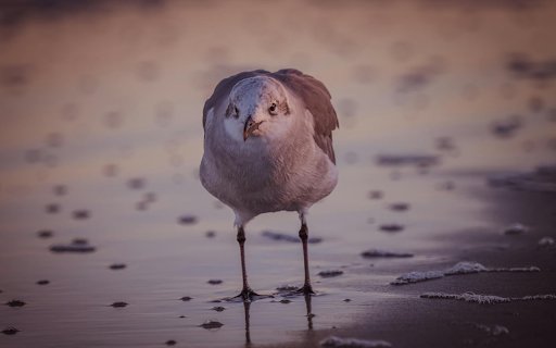 Seabird foraging from Chrome web store to be run with OffiDocs Chromium online Seabird foraging from Chrome web store to be run with OffiDocs Chromium online