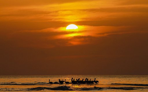 Seabirds and sunset  from Chrome web store to be run with OffiDocs Chromium online