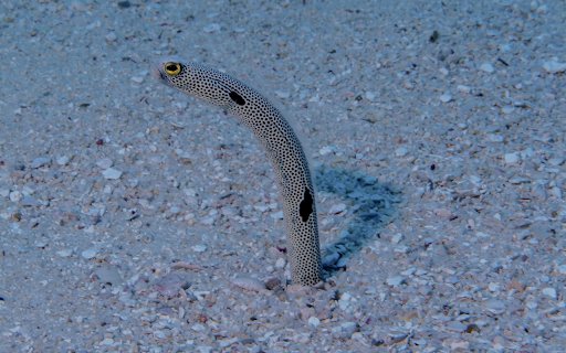 Sea Eel  from Chrome web store to be run with OffiDocs Chromium online