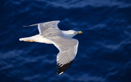 Seagull  from Chrome web store to be run with OffiDocs Chromium online