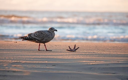 Seagull and Starfish at the Shore  from Chrome web store to be run with OffiDocs Chromium online