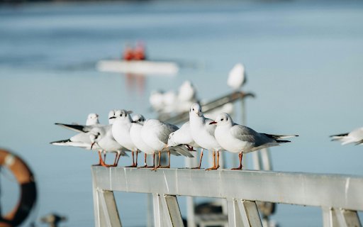 Seagull on Railing  from Chrome web store to be run with OffiDocs Chromium online