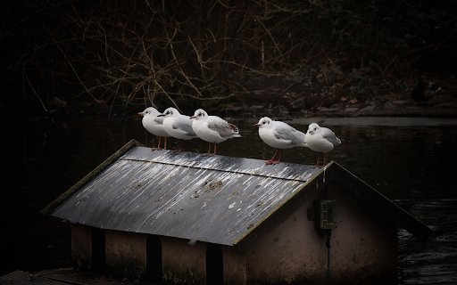 Seagulls and small house from Chrome web store to be run with OffiDocs Chromium online Seagulls and small house from Chrome web store to be run with OffiDocs Chromium online