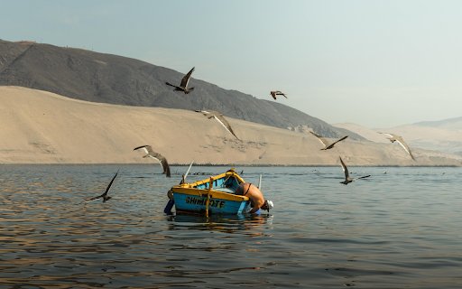 Seagulls Flying over Man on Boat from Chrome web store to be run with OffiDocs Chromium online Seagulls Flying over Man on Boat from Chrome web store to be run with OffiDocs Chromium online