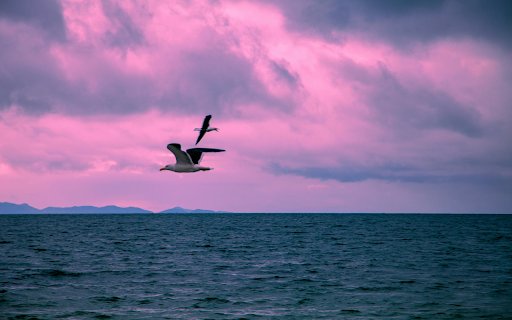 Seagulls Flying over the Sea  from Chrome web store to be run with OffiDocs Chromium online