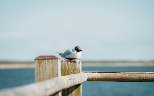 Seagull Sitting on a Wooden Pier  from Chrome web store to be run with OffiDocs Chromium online
