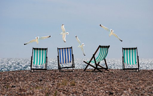 Seagulls spread their wings  from Chrome web store to be run with OffiDocs Chromium online