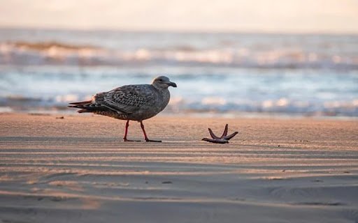 SEAGULL Theme  from Chrome web store to be run with OffiDocs Chromium online