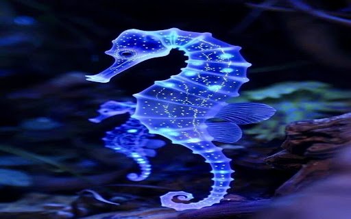 seahorse wallpaper  from Chrome web store to be run with OffiDocs Chromium online