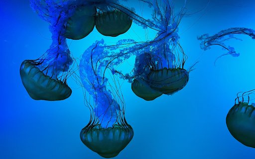 Sea jellyfish swimming around from Chrome web store to be run with OffiDocs Chromium online Sea jellyfish swimming around from Chrome web store to be run with OffiDocs Chromium online
