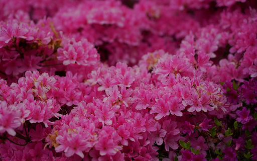Sea of ​​pink flowers  from Chrome web store to be run with OffiDocs Chromium online