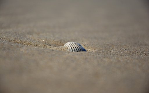 Seashells on the sand  from Chrome web store to be run with OffiDocs Chromium online