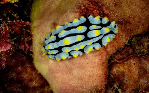 Sea snail  from Chrome web store to be run with OffiDocs Chromium online