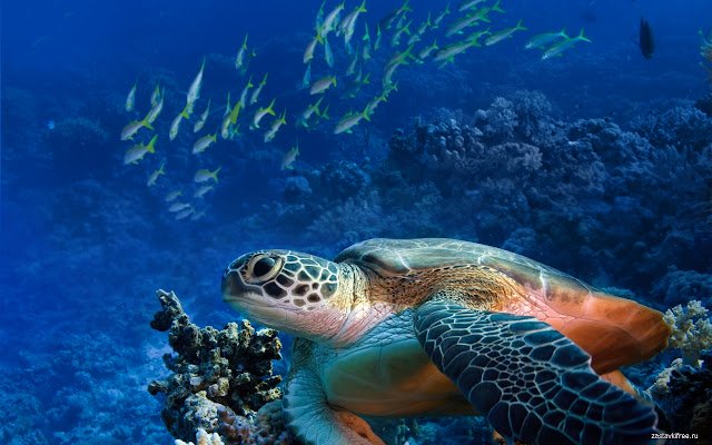 يتم تشغيل Sea Turtle من متجر Chrome الإلكتروني مع OffiDocs Chromium عبر الإنترنت