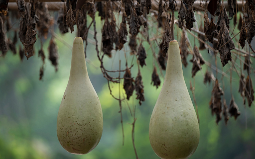 Seed gourd from Chrome web store to be run with OffiDocs Chromium online Seed gourd from Chrome web store to be run with OffiDocs Chromium online