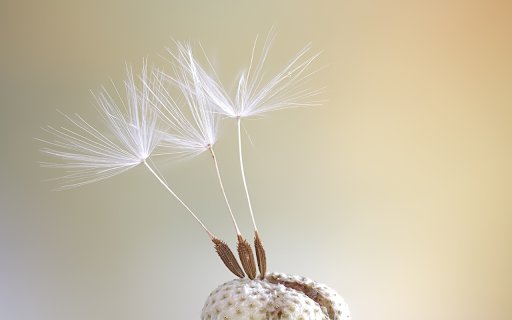 Seeds bloom  from Chrome web store to be run with OffiDocs Chromium online