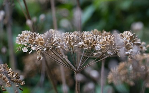 Seeds on the tree  from Chrome web store to be run with OffiDocs Chromium online