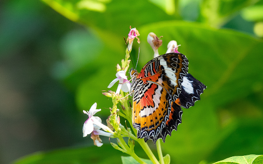selective focus shot beautiful butterfly sitting branch with small flowers  from Chrome web store to be run with OffiDocs Chromium online