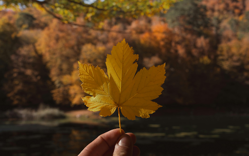 Serene Autumn Leaf in Turkish Forest  from Chrome web store to be run with OffiDocs Chromium online