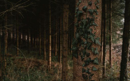 Serene Forest with Ivy covered Pine Tree from Chrome web store to be run with OffiDocs Chromium online Serene Forest with Ivy covered Pine Tree from Chrome web store to be run with OffiDocs Chromium online