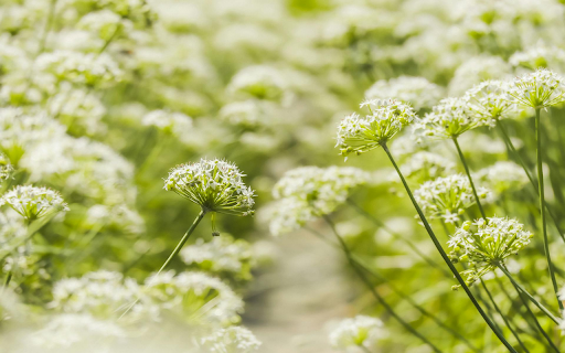 Serene Meadows  from Chrome web store to be run with OffiDocs Chromium online