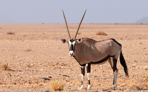 Sharp horned antelope  from Chrome web store to be run with OffiDocs Chromium online