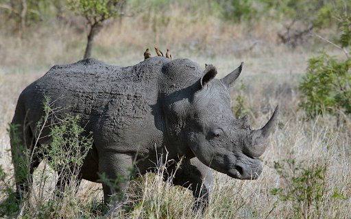 Sharp horned rhinoceros from Chrome web store to be run with OffiDocs Chromium online Sharp horned rhinoceros from Chrome web store to be run with OffiDocs Chromium online