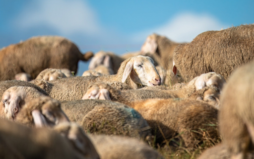Sheep  from Chrome web store to be run with OffiDocs Chromium online