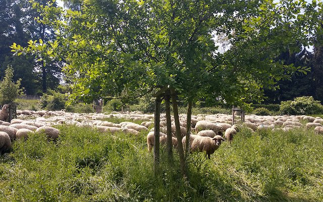 Sheep on grassland  from Chrome web store to be run with OffiDocs Chromium online