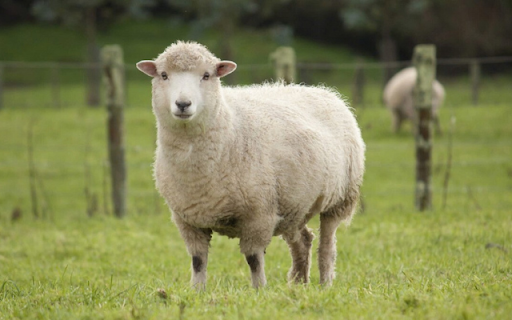 Sheep: The Gentle and Valuable Farm Animal  from Chrome web store to be run with OffiDocs Chromium online