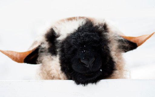 Sheep with Cow Hair  from Chrome web store to be run with OffiDocs Chromium online